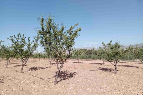 Helårsgrund i Yecla, Murcia, Yecla - € 300.000 | Ref: SF0504 - foto 16